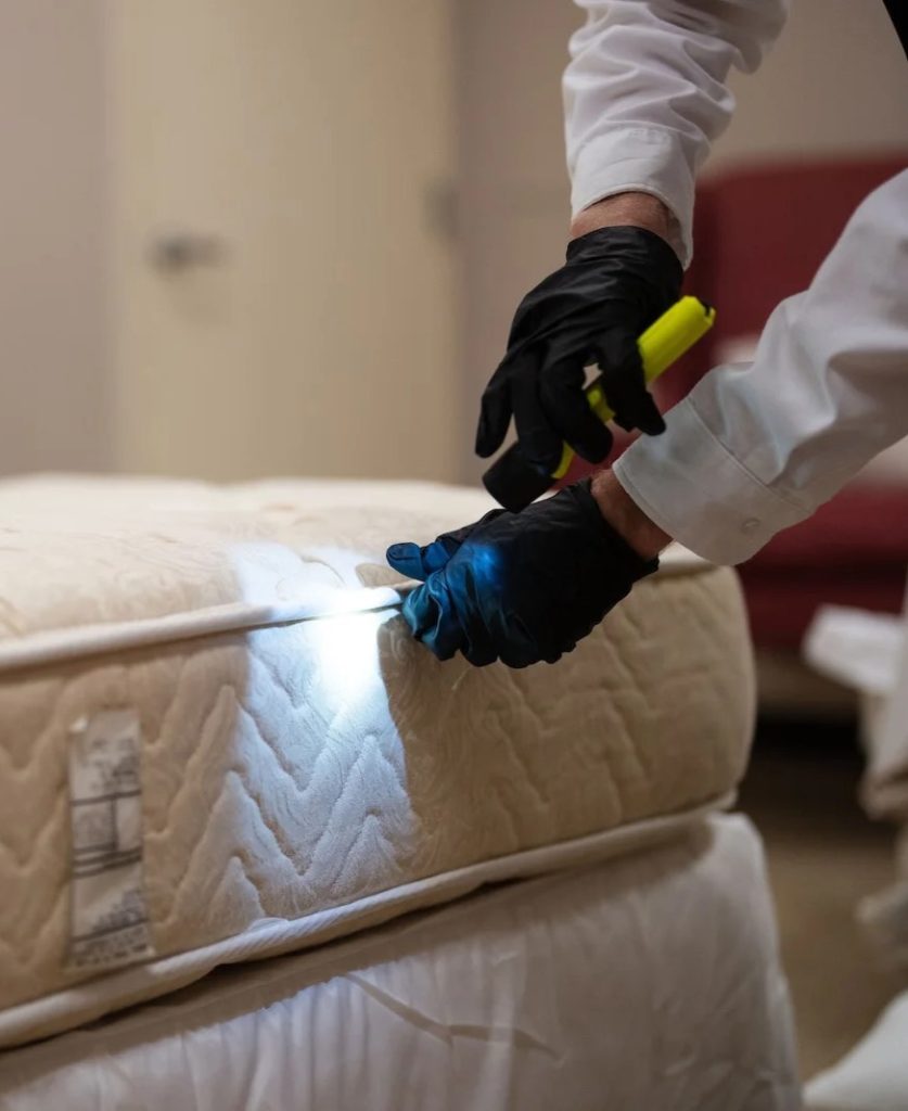 Checking Mattress for Bed Bugs